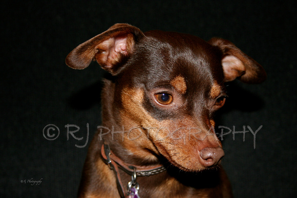 Snickers 4-05- 8x12