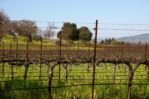 Vineyards - Domaine Chandon Napa, CA