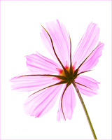 transclucent flower w- frame